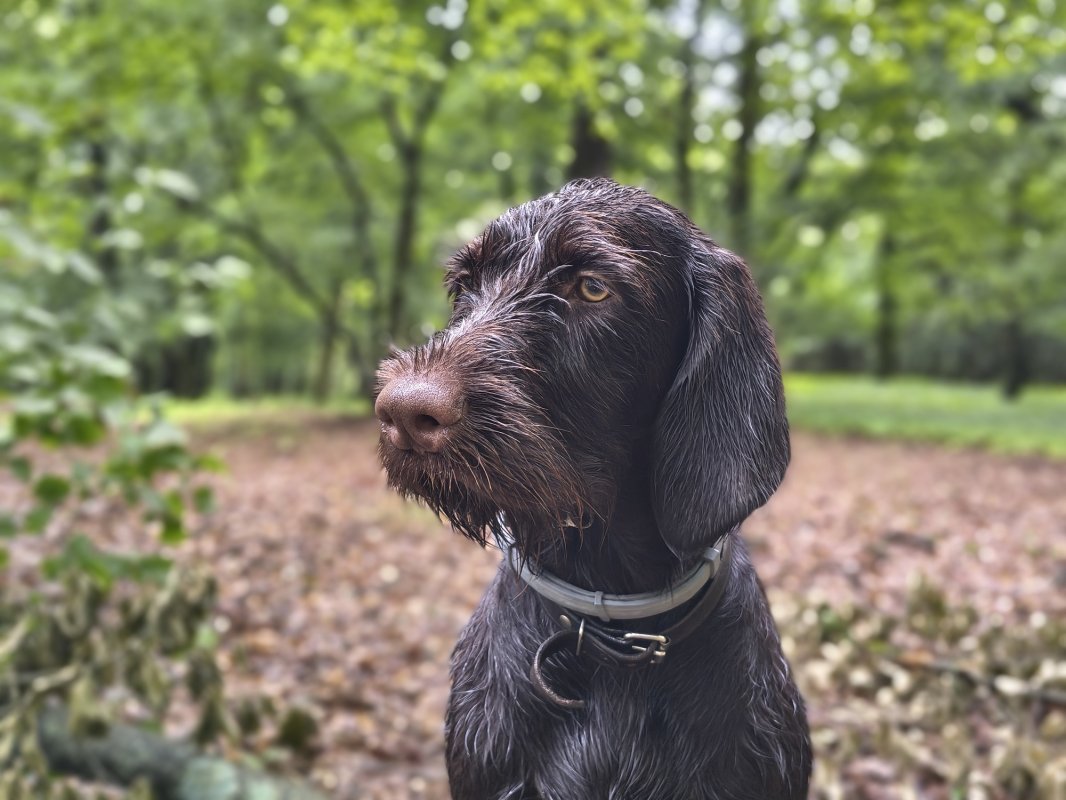 Artemis od Velkého Budína