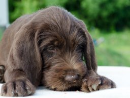 Štěňata 16.6.2025