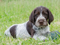 Štěňata 16.6.2025