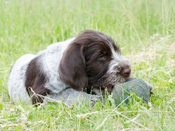 Štěňata 16.6.2025