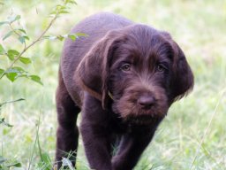 Štěňata 16.6.2025