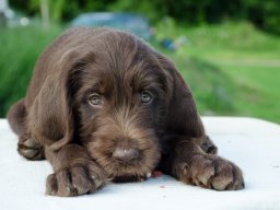 Štěňata 16.6.2025