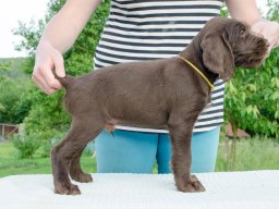 Štěňata 16.6.2025