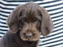 Štěňata 16.6.2025