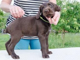 Štěňata 16.6.2025