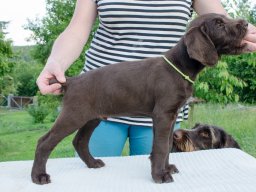 Štěňata 16.6.2025