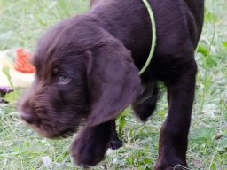 Štěňata 16.6.2025