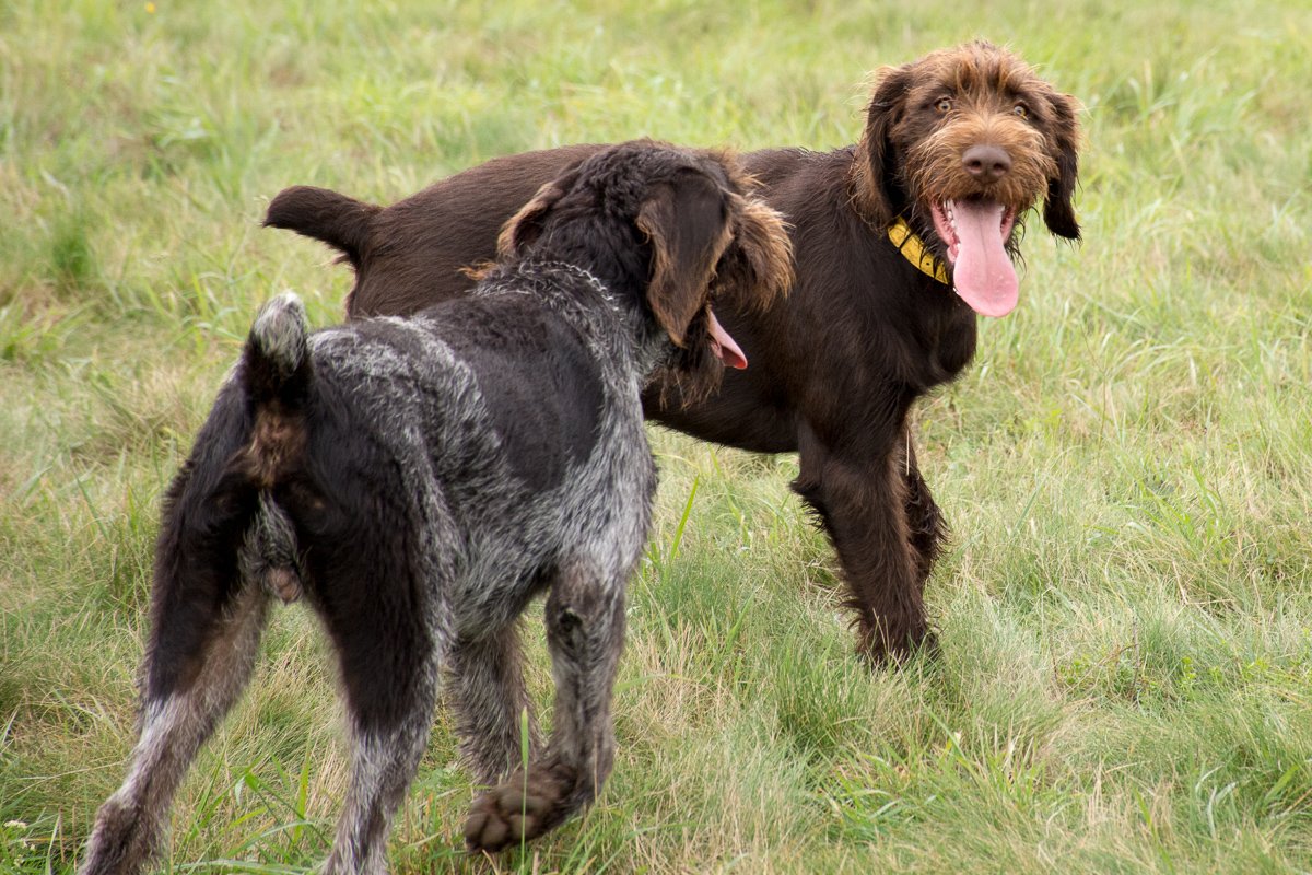 Návštěva Arta a Atose