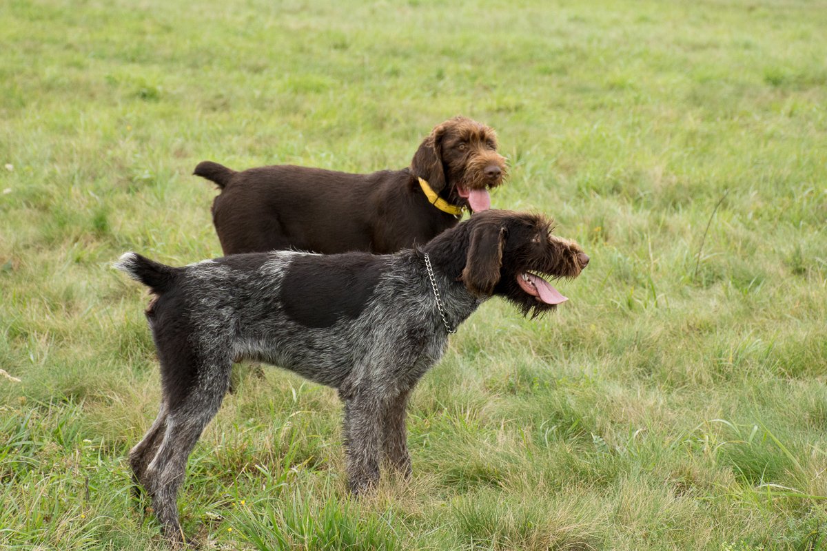 Návštěva Arta a Atose