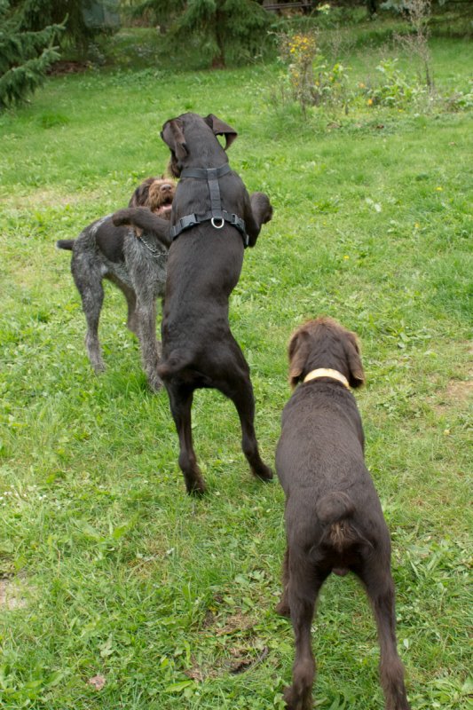 Návštěva Arta a Atose