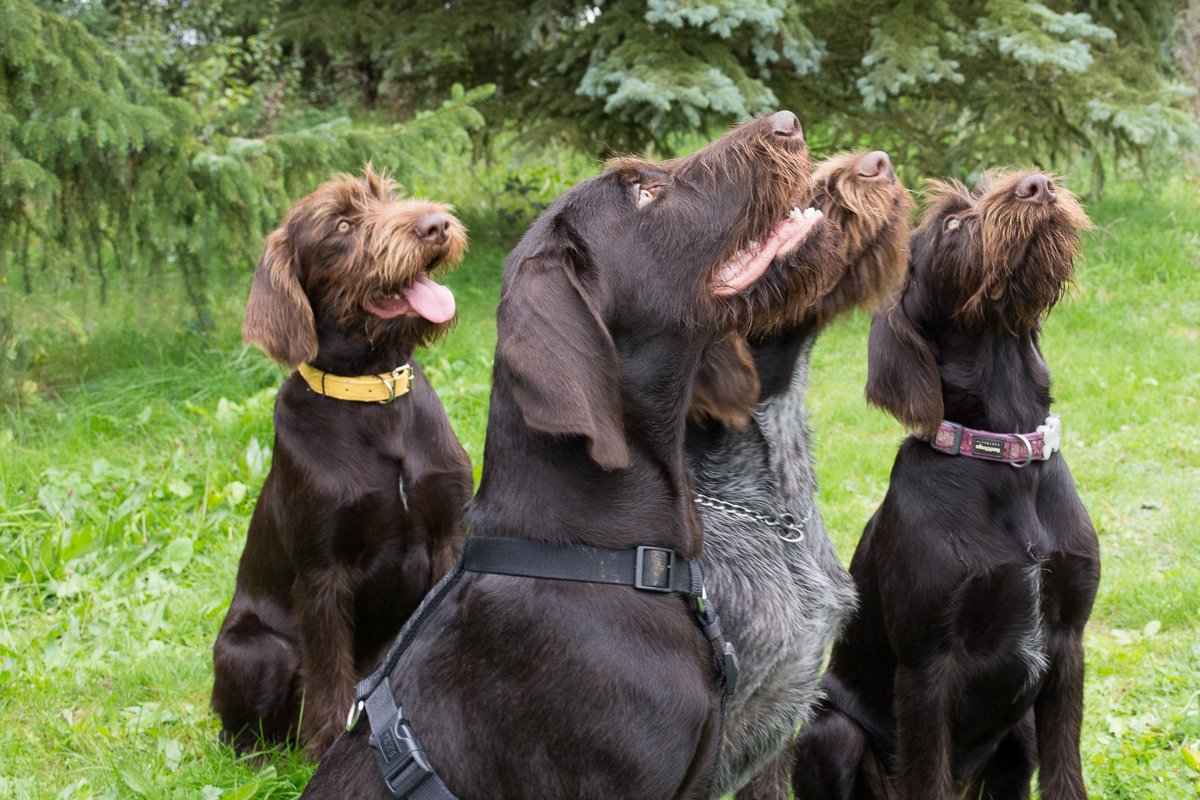 Návštěva Arta a Atose