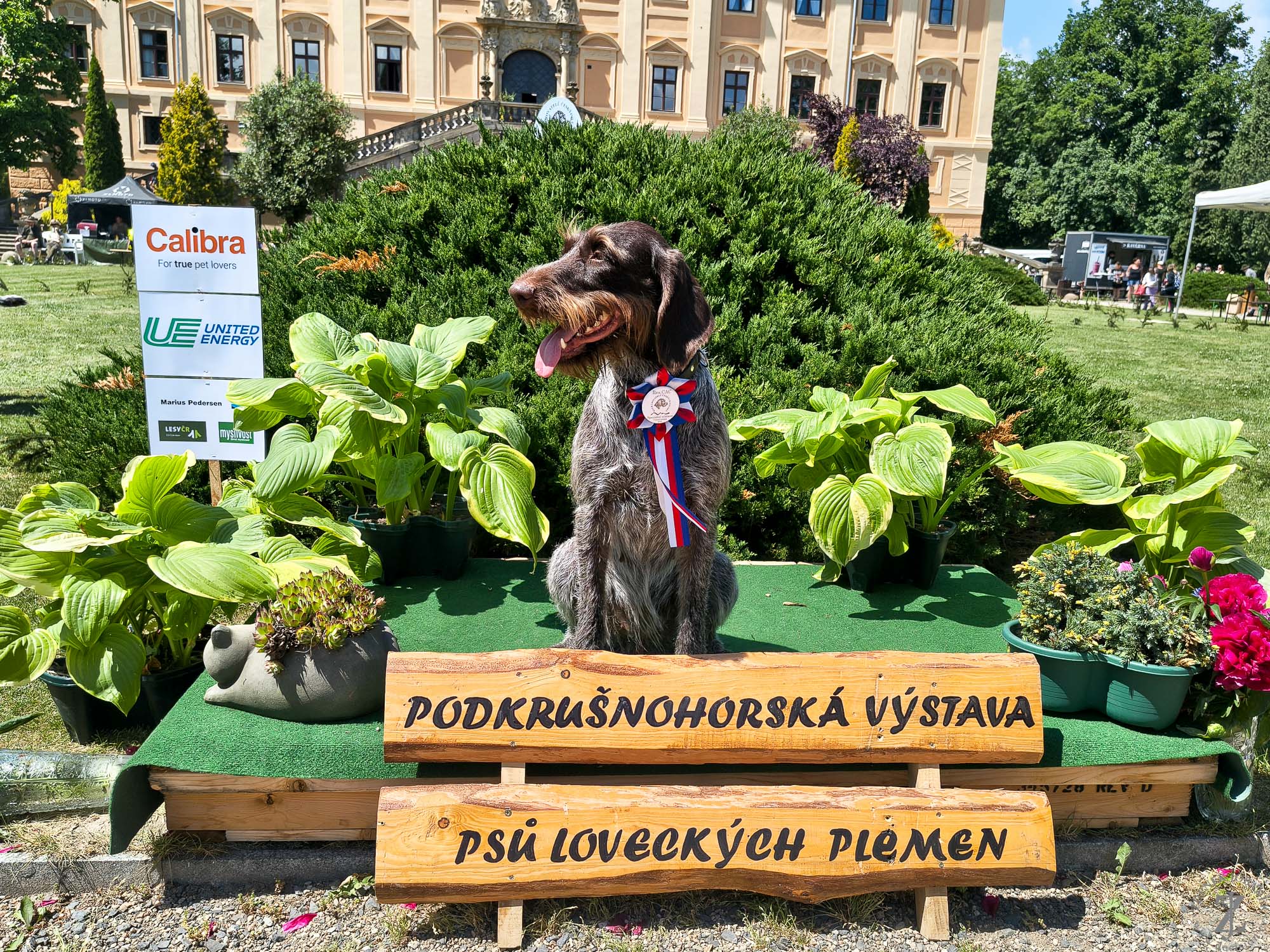 Asta sv. Huberta Asta sv. Huberta